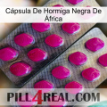 Cápsula De Hormiga Negra De África 10